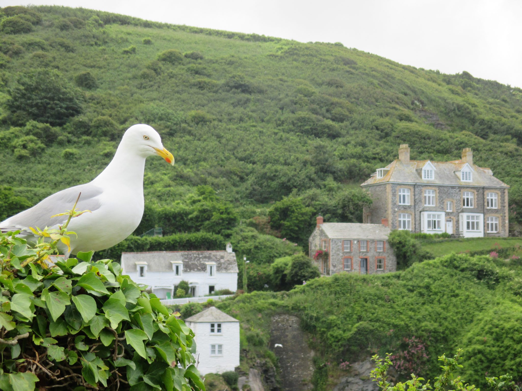seagull cornwall seagull cornwall