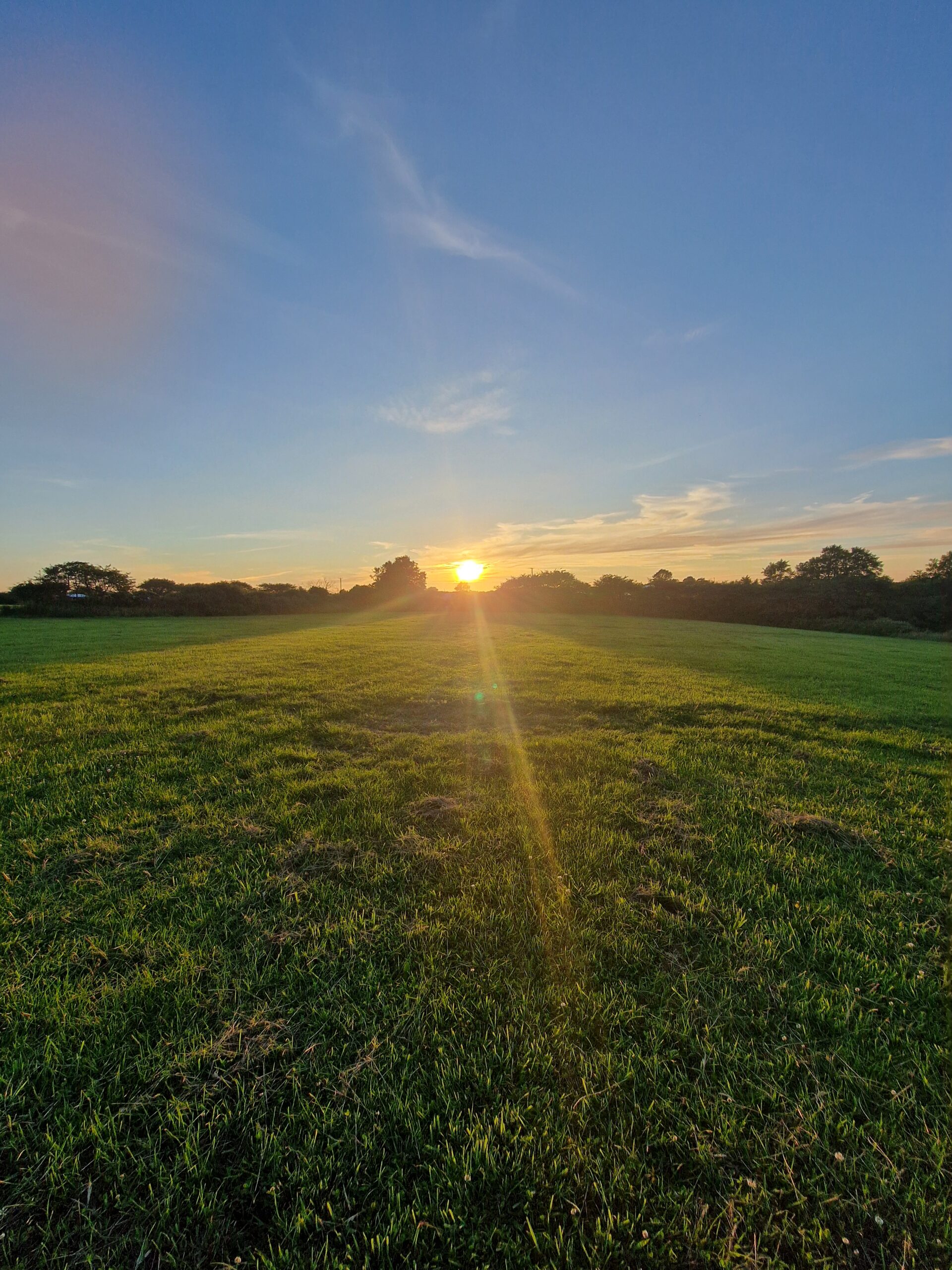 Sunset-dog-field