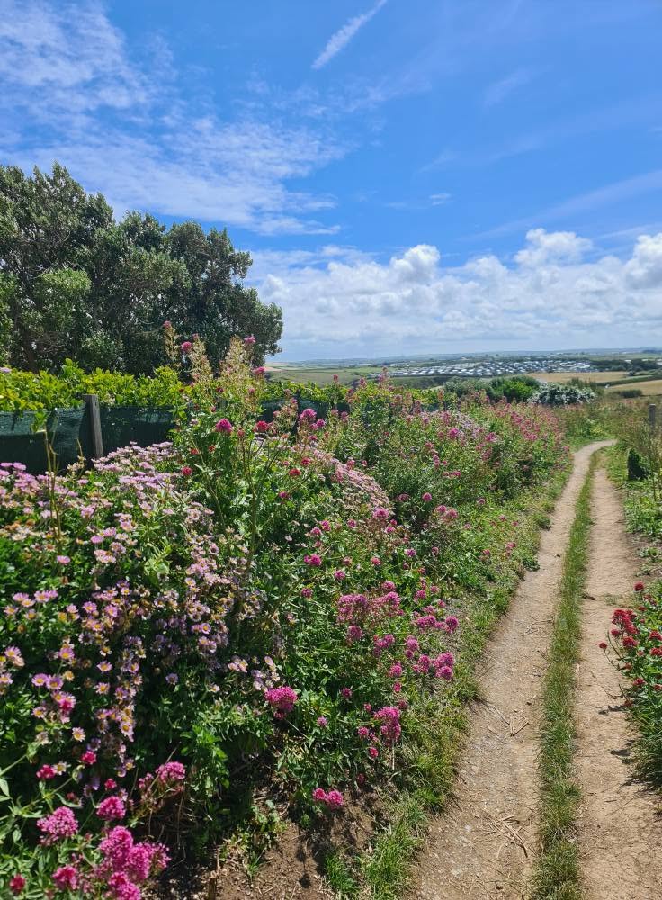 Coast-path-flowers