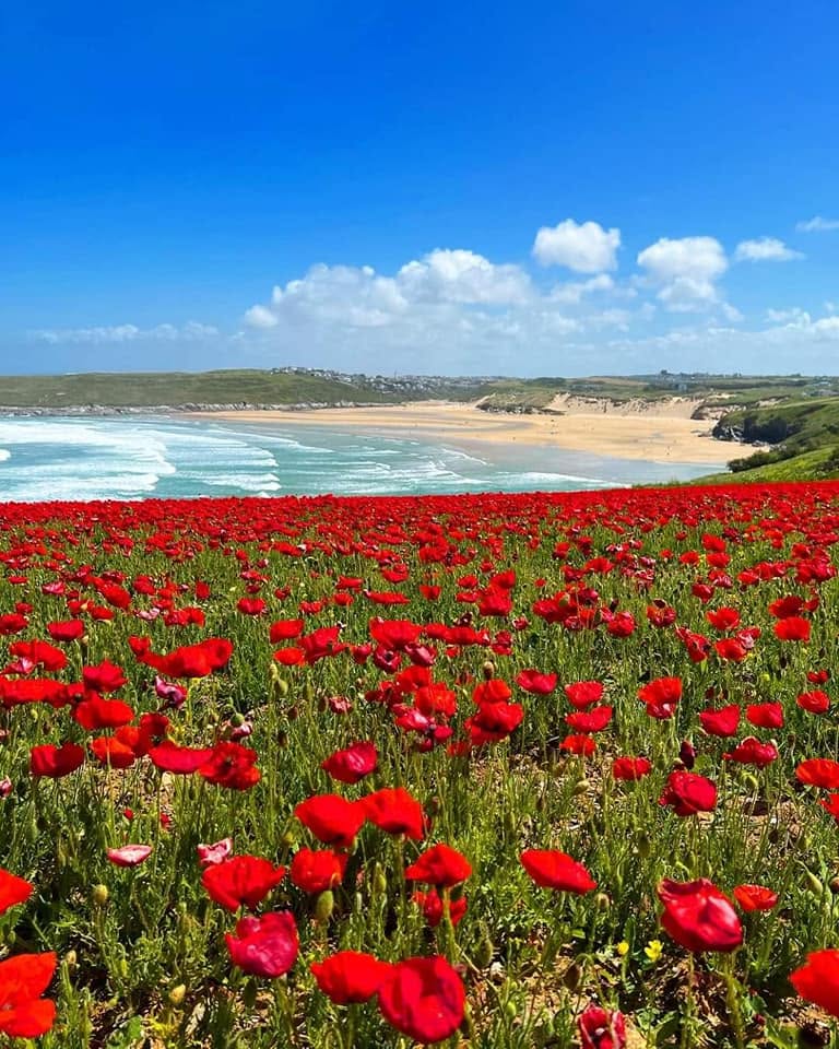 Pentire-Poppies