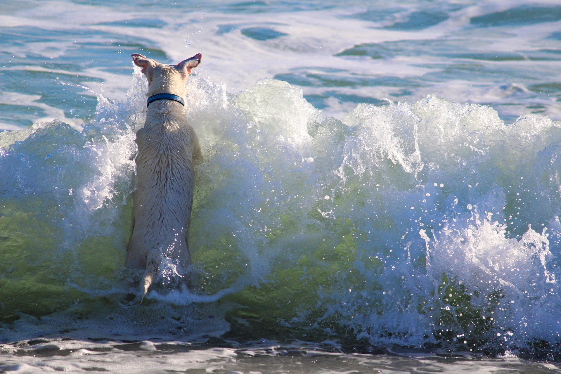 in-the-surf-dog