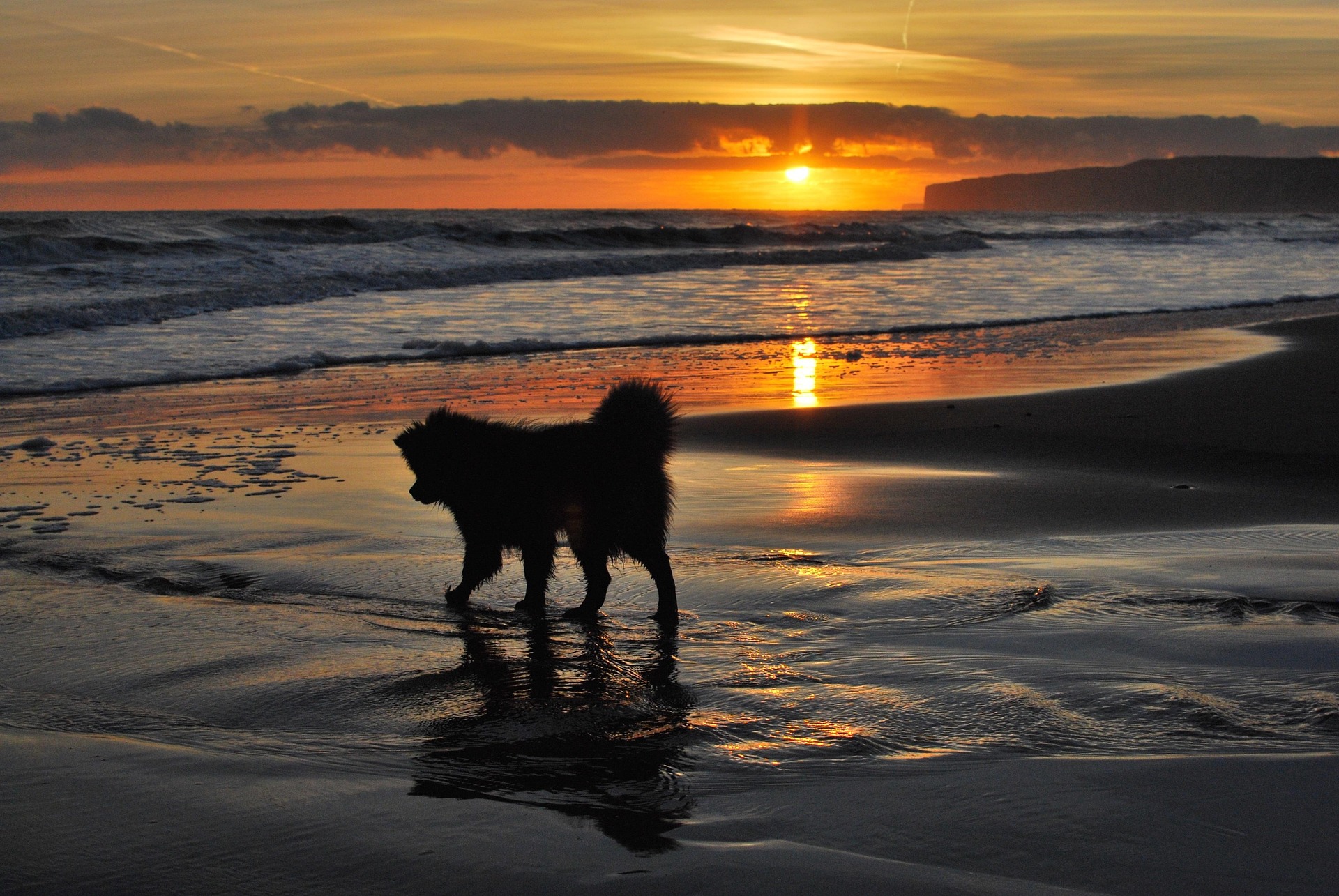sunset-dog